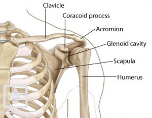 Bony anatomy of shoulder