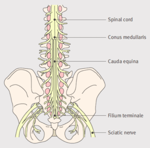 Anatomy-of-Lower-Lumbar-and-Sacral-Spine-Lavy-2009-300x295
